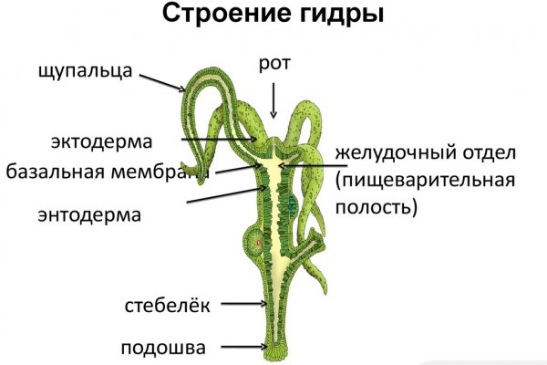 Гидра тор