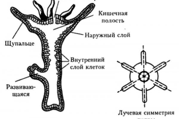 Кракен сайт что